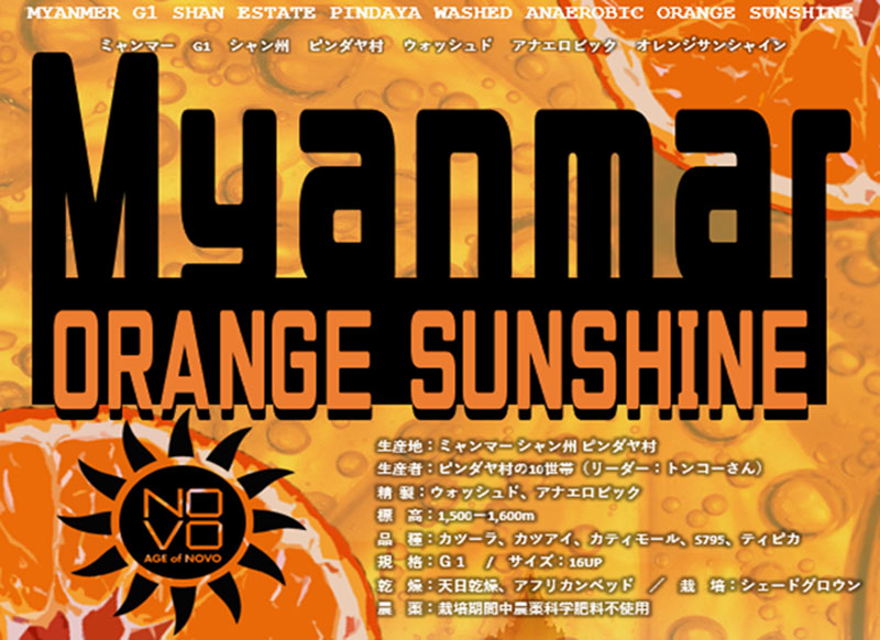 ミャンマー ORANGE SUNSHINE G1 アナエロビック シャン州 ピンダヤ村 2024